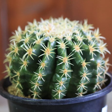 Echinocactus　プラチナ金鯱