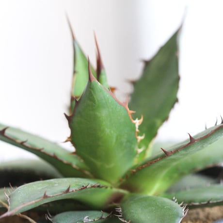 Agave ホリダ
