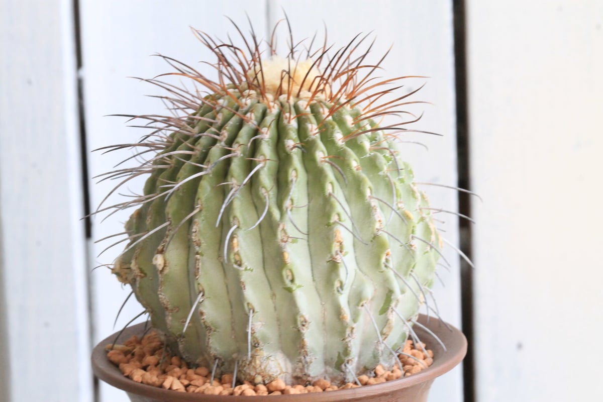 コピアポア デアルバータ 黒士冠 現地球 コピアポア デアルバータ 黒士冠 | mana's farm:塊根植物