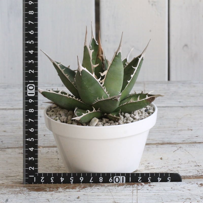 アガベ　帝釈天　覆輪　希少レア株 Yahoo!オークション -「アガベ 帝釈天」(アガベ) (観葉植物)の