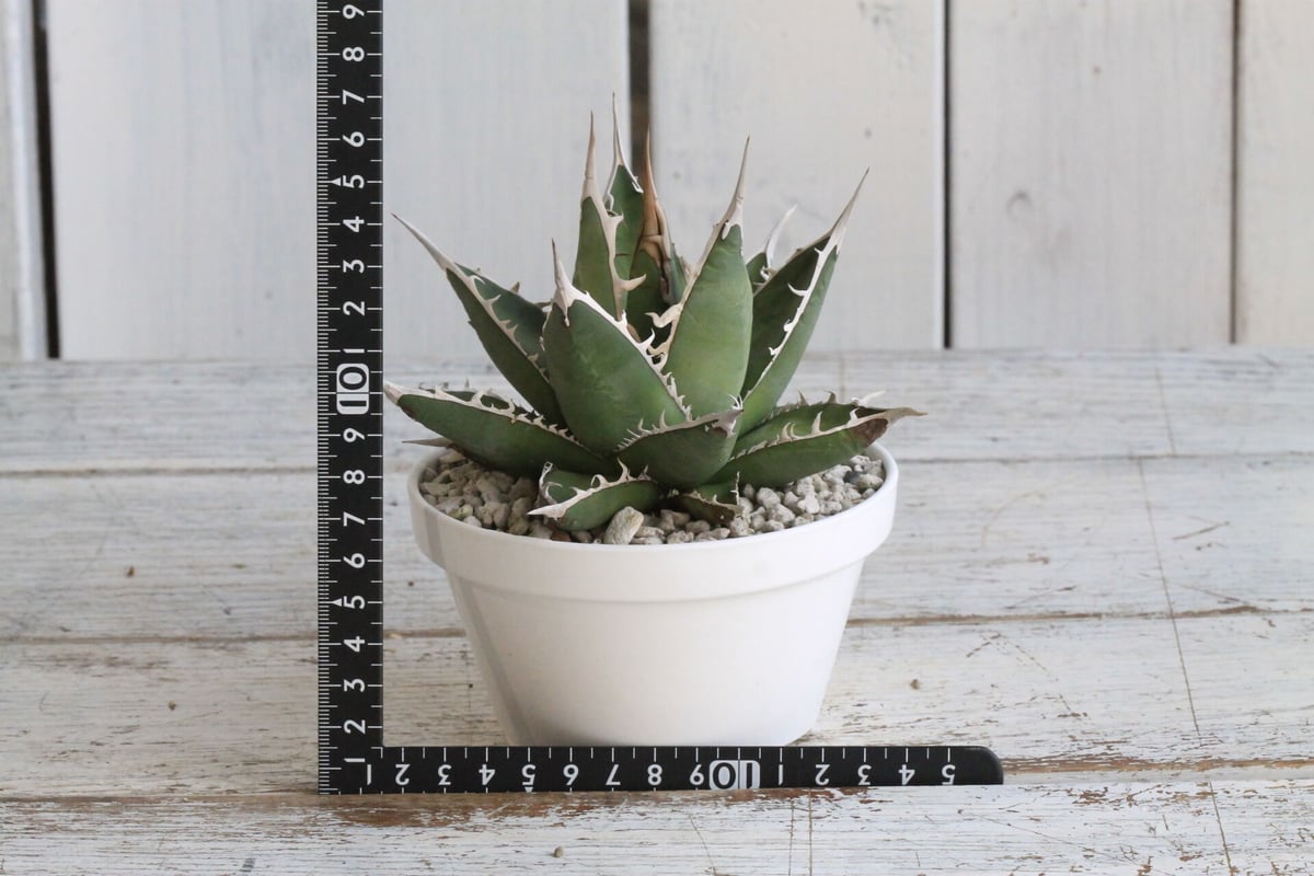 アガベ　帝釈天　覆輪　希少レア株 アガベ 帝釈天 覆輪 希少レア株 アガベ帝釈天（大株）-001｜agave