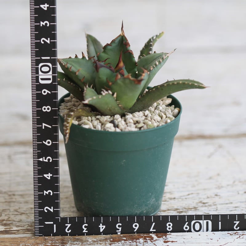 アガベチタノタＮＯ.1 中株【5】 アガベチタノタNO.1 中株【5】