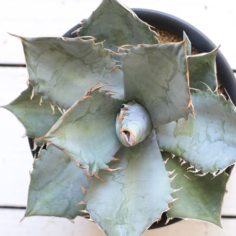 Agave titaota whit ice