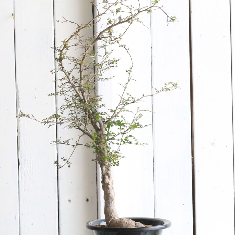 オペルクリカリア デカリー オペルクリカリア デカリー | hanayoshi-botanical