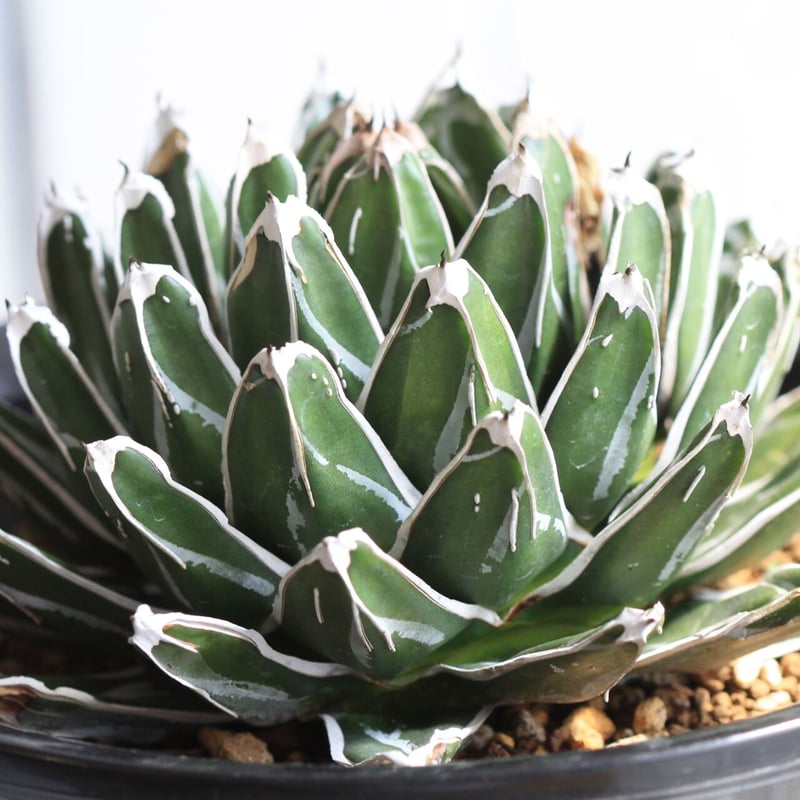 アガベ 児玉姫笹の雪 | hanayoshi-botanical