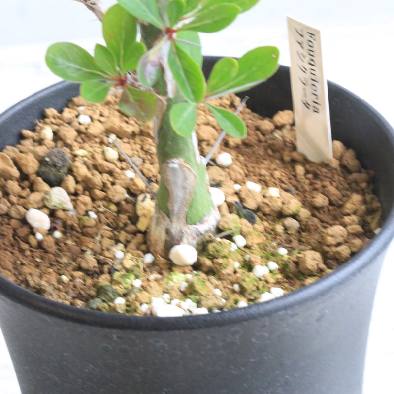 フォークイエリアファシクラータ 挿し木 発根済 フォークイエリア ファシクラータ 挿し木 | hanayoshi-botanical