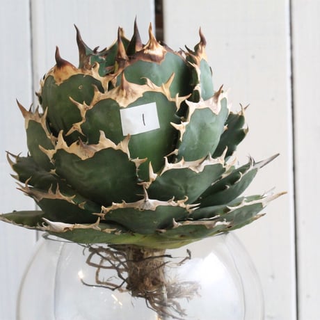 Agave titanota Jupiter