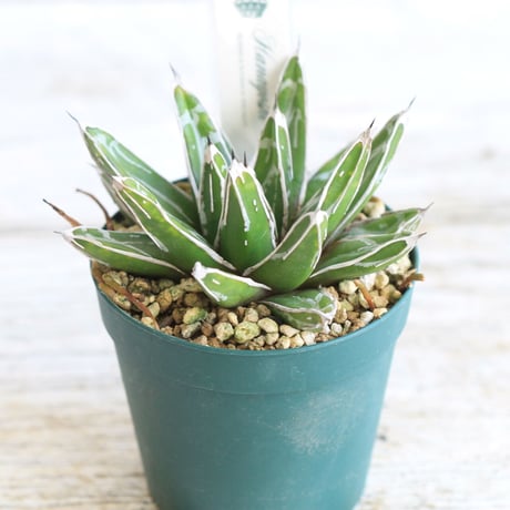 Agave 児玉姫笹の雪