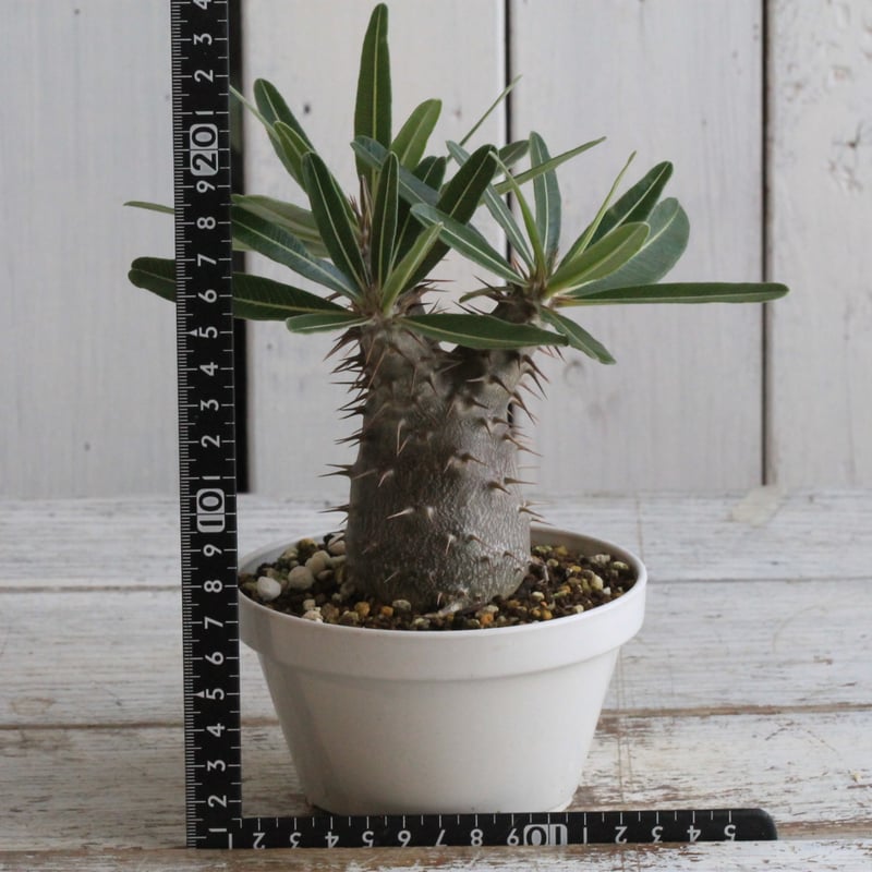 パキポディウム カクチペス | hanayoshi-botanical