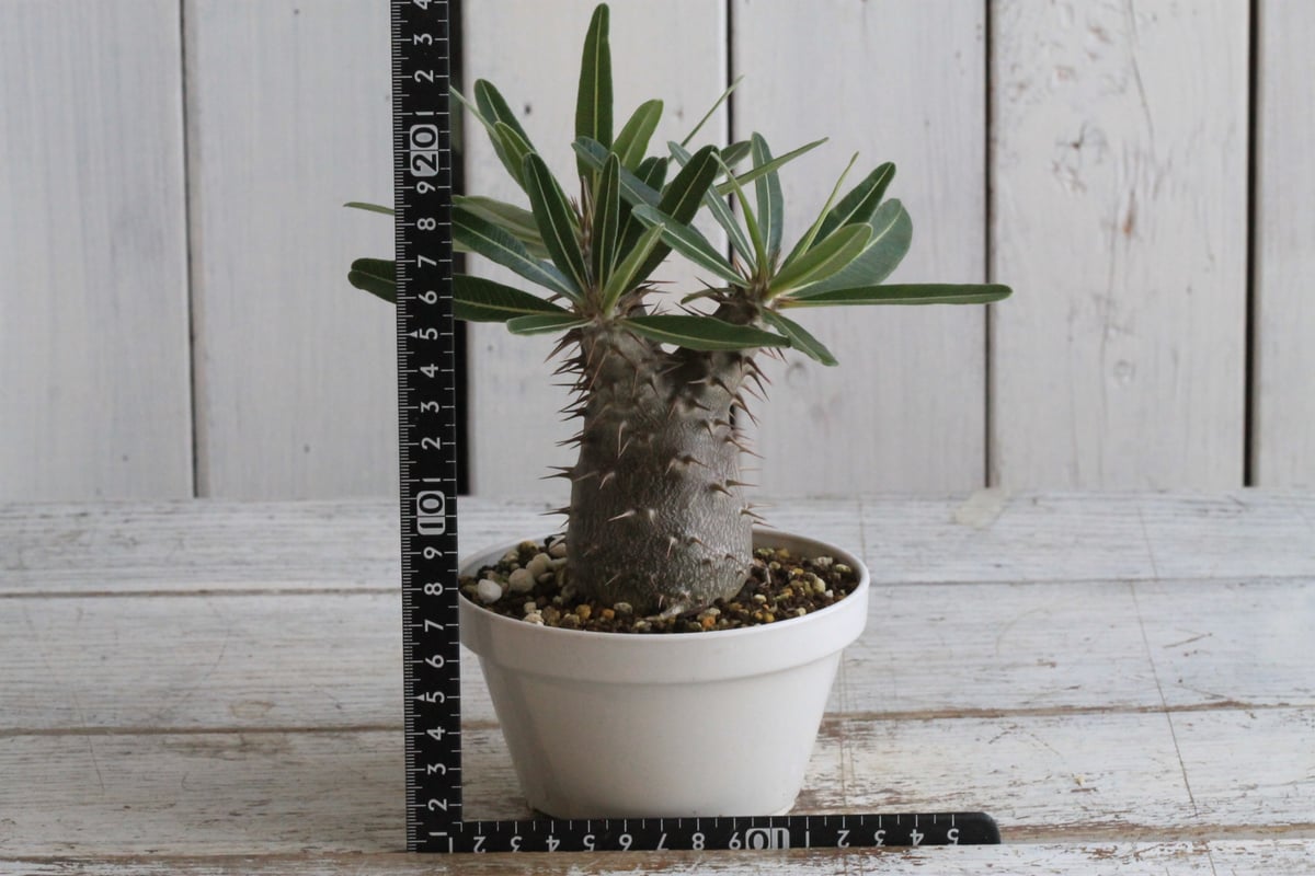 パキポディウム　カクチペス パキポディウム カクチペス | hanayoshi-botanical