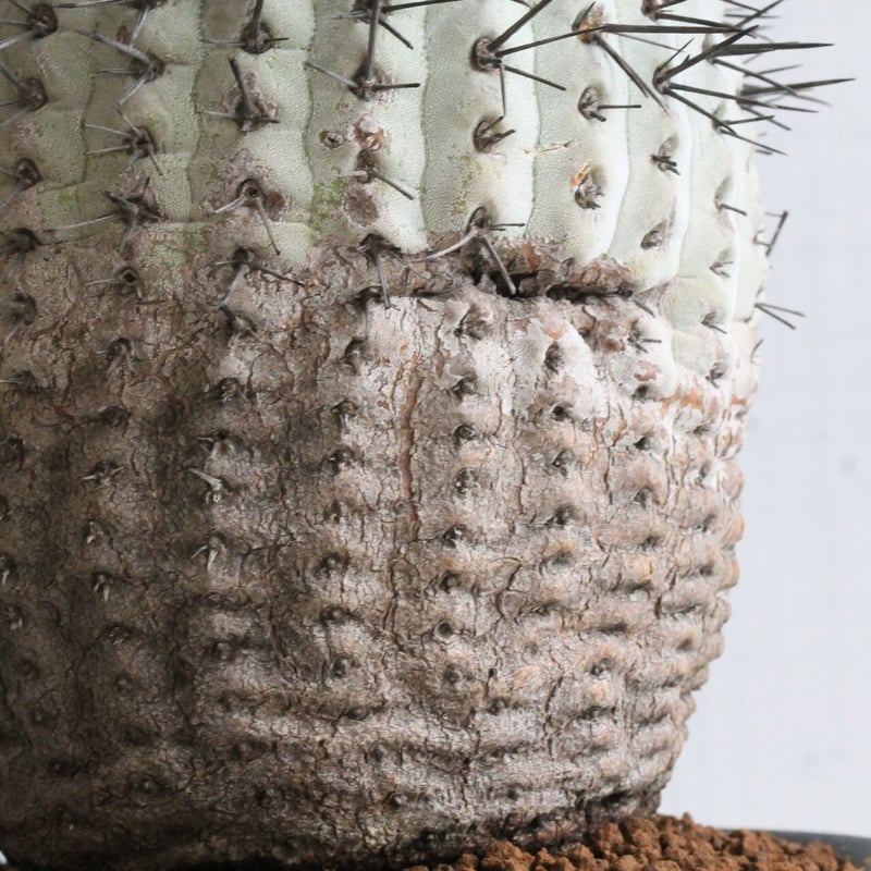 コピアポア コルムナ・アルバ（現地球） | hanayoshi-botanical