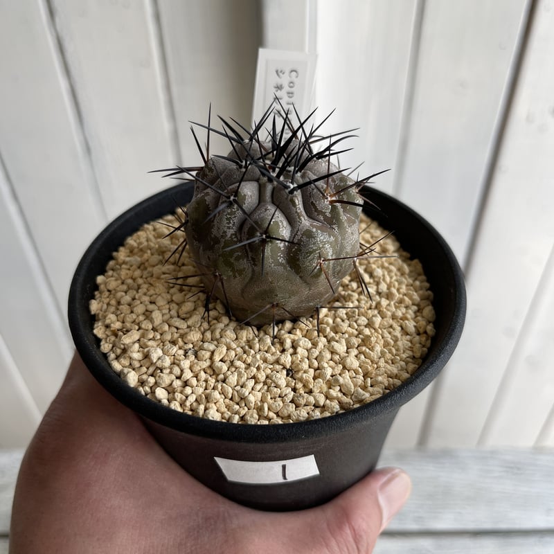 コピアポア シネレア 黒王丸 実生 | mana's farm:塊根植物・アガベ