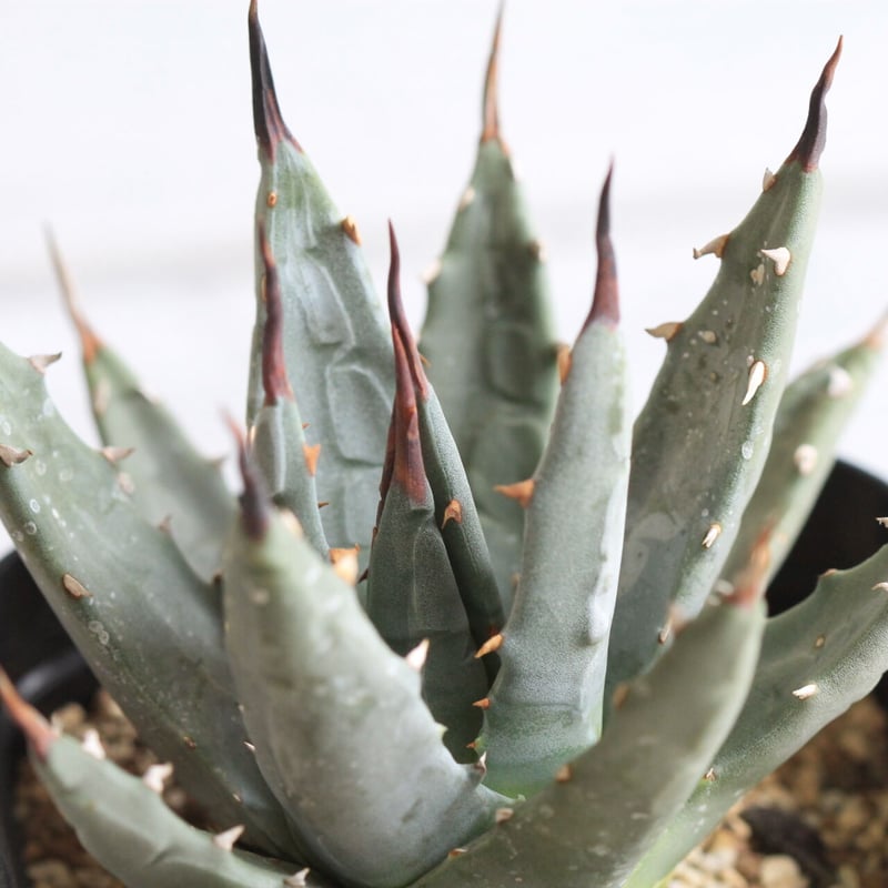 アガベ　ユタエンシス　ドワーフ アガベ ユタエンシス ドワーフ | hanayoshi-botanical