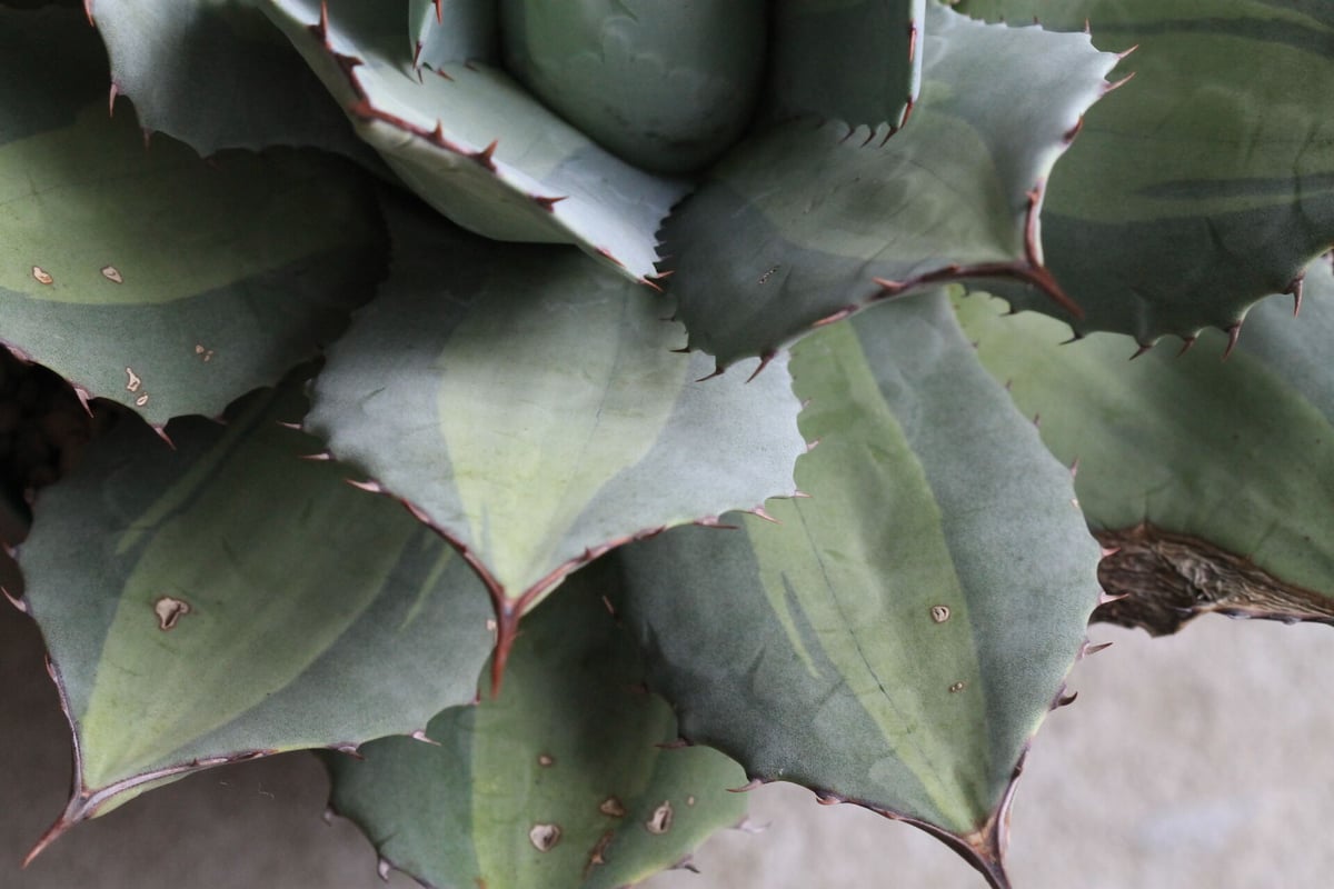 アガベ Mr.リップル　50cm アガベ Mr.リップル 50cm アガベ 