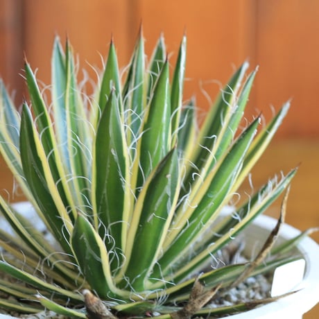 agave　アガベ　白糸の王妃 黄斑