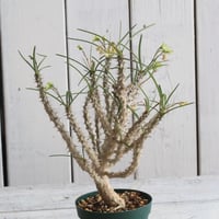 ユーフォルビア　hybワリンゴッド