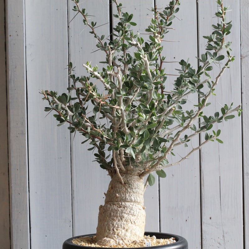 観峰玉フォークイエリアコルムナリス★ファシクラータプルプシーパキプス 成長点大きめ観峰玉フォークイエリアコルムナリス☆ファシクラータプル