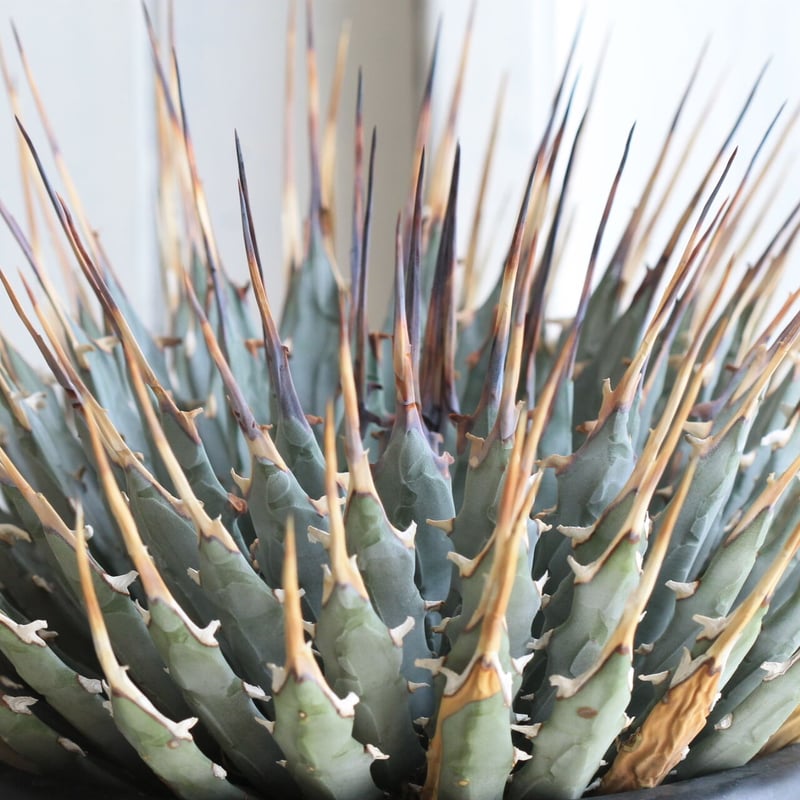 アガベ ユタエンシス ネバデンシス | hanayoshi-botanical