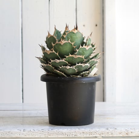 Agave titanota (N.F)