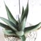 Agave　シャークスキン