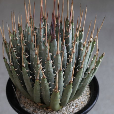 Agave　ユタエンシス　エボリスピナ