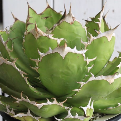 CATEGORY チタノタ | hanayoshi-botanical