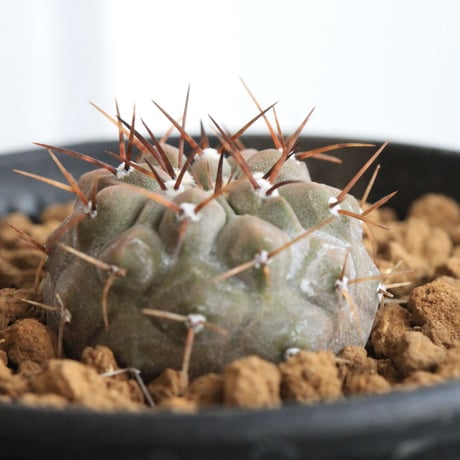 コピアポア シネレア コルムナアルバ　現地球 自根発根済 コピアポア コルムナ・アルバ（現地球） | hanayoshi-botanical