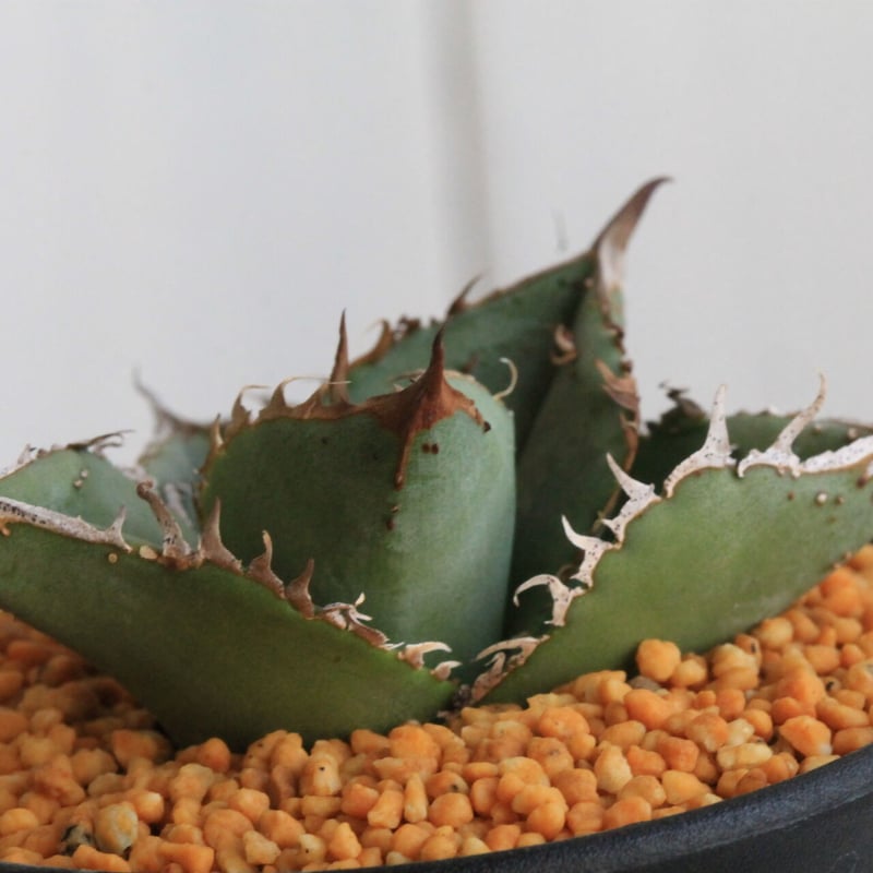 アガベ チタノタ スタッズタイプ | hanayoshi-botanical