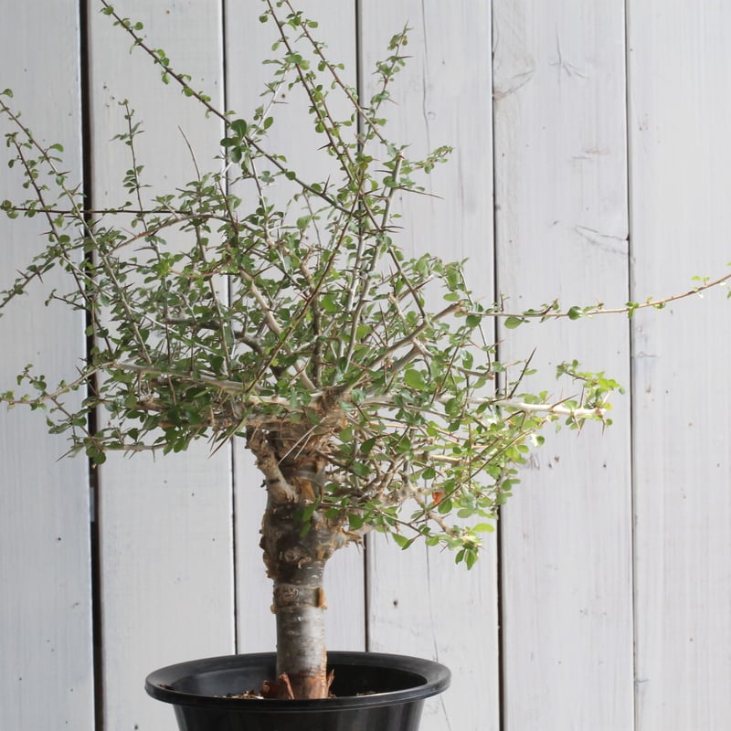 【bon25】コミフォラ シンプリキフォリア B bon25】コミフォラ シンプリキフォリア B コミフォラ シンプリキ