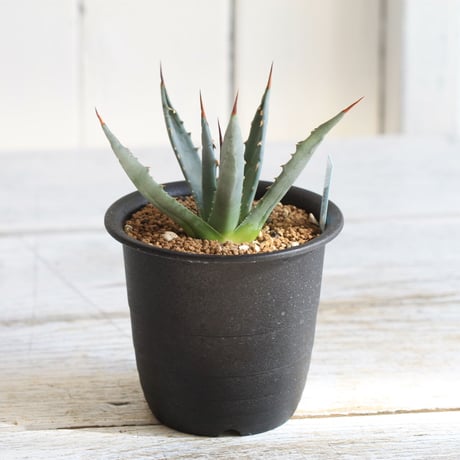 Agave　ユタエンシス　エボリスピナ