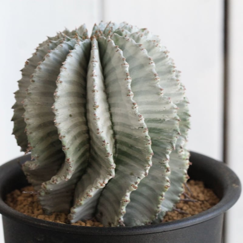 ユーフォルビア ホワイトストリアータ | hanayoshi-botanical