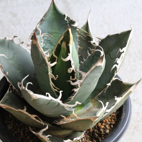 アガベチタノタホワイトシャーク | STORES