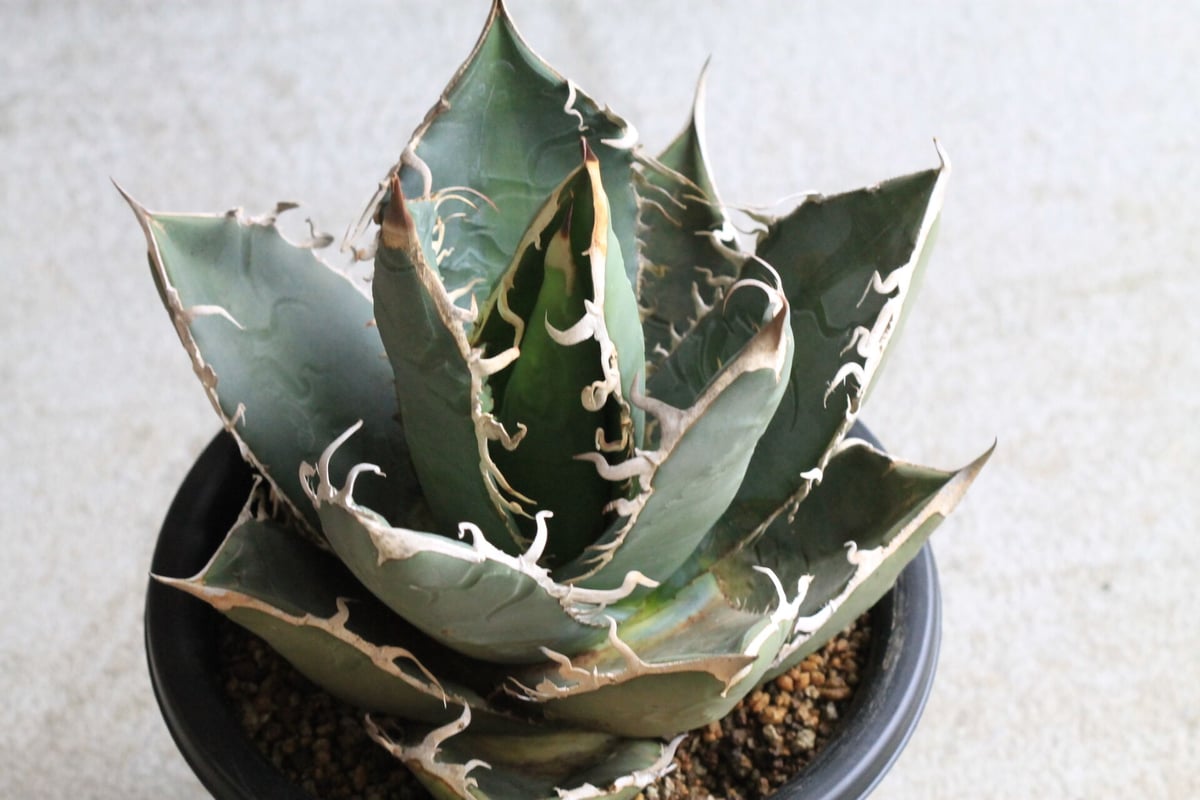 agave アガベ チタノタ ホワイトシャーク  鉢込み高さ18cm横14cm