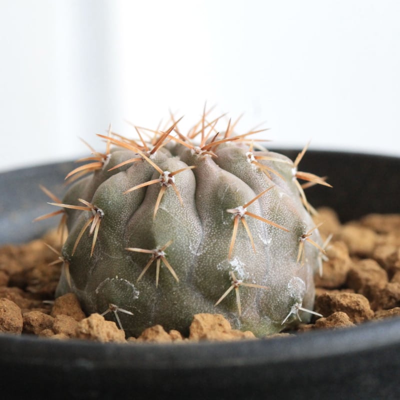 コピアポア コルムナ アルバ（実生） | hanayoshi-botanical