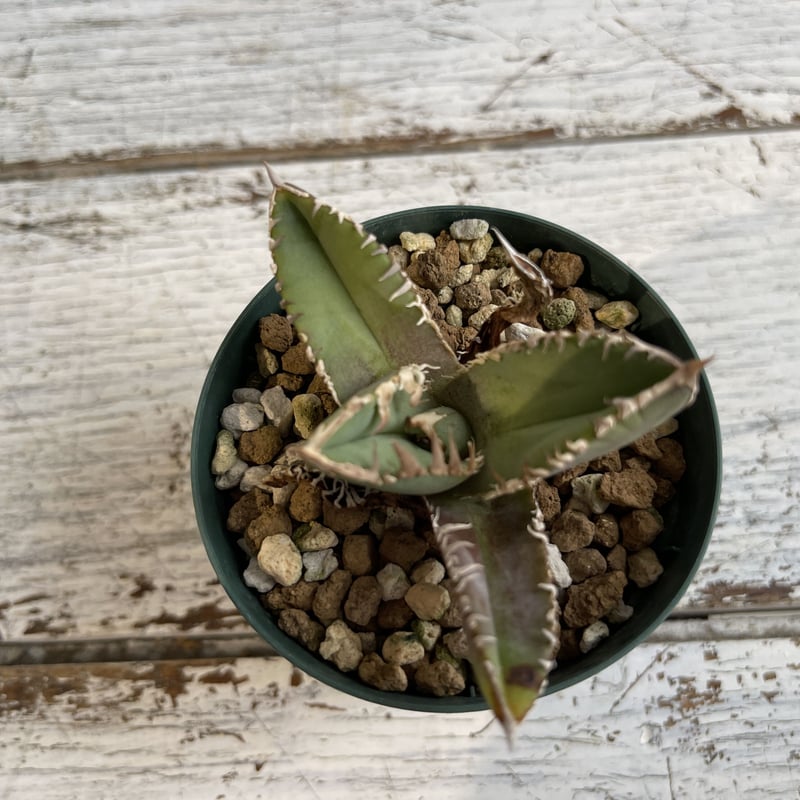 アガベ チタノタ（裏刺） | hanayoshi-botanical