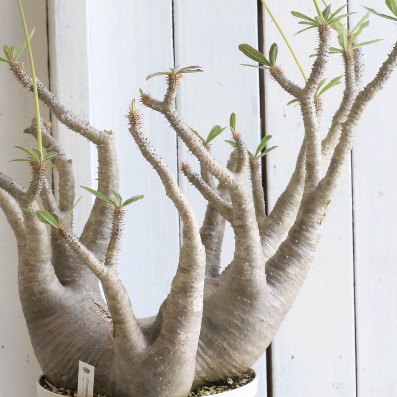 落葉した為大幅値下げ　パキポディウム　マカイエンセ パキポディウム・マカイエンセ | trigger