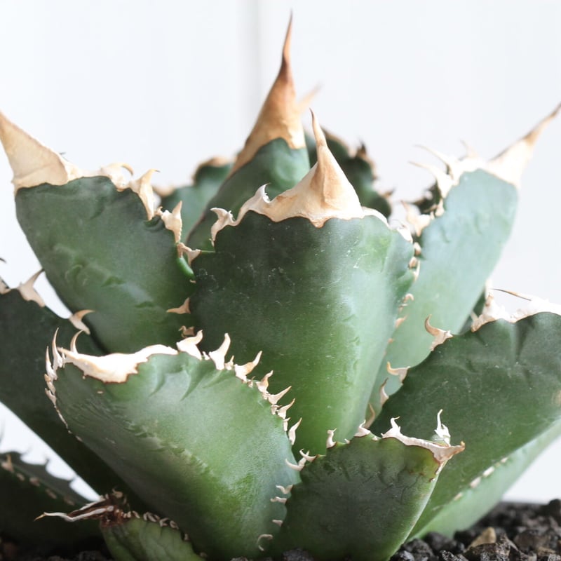 アガベ チタノタ（特選US輸入株） | hanayoshi-botanical