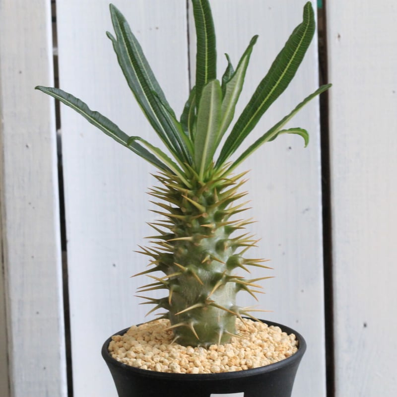 パキポディウム アンボンゲンセ 118 パキポディウム