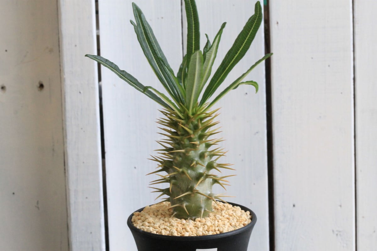 パキポディウム アンボンゲンセ | hanayoshi-botanical