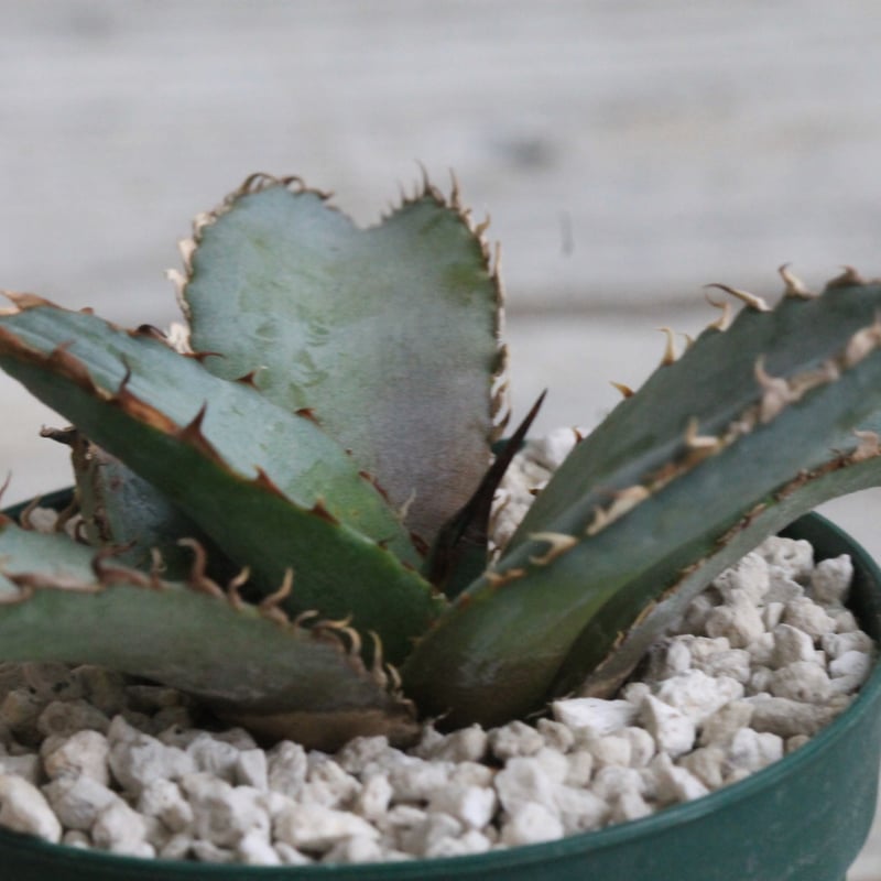 core産　アガベチタノタ　ライオンズメーン アガベ チタノタ ライオンズメーン メイン Agave titanota