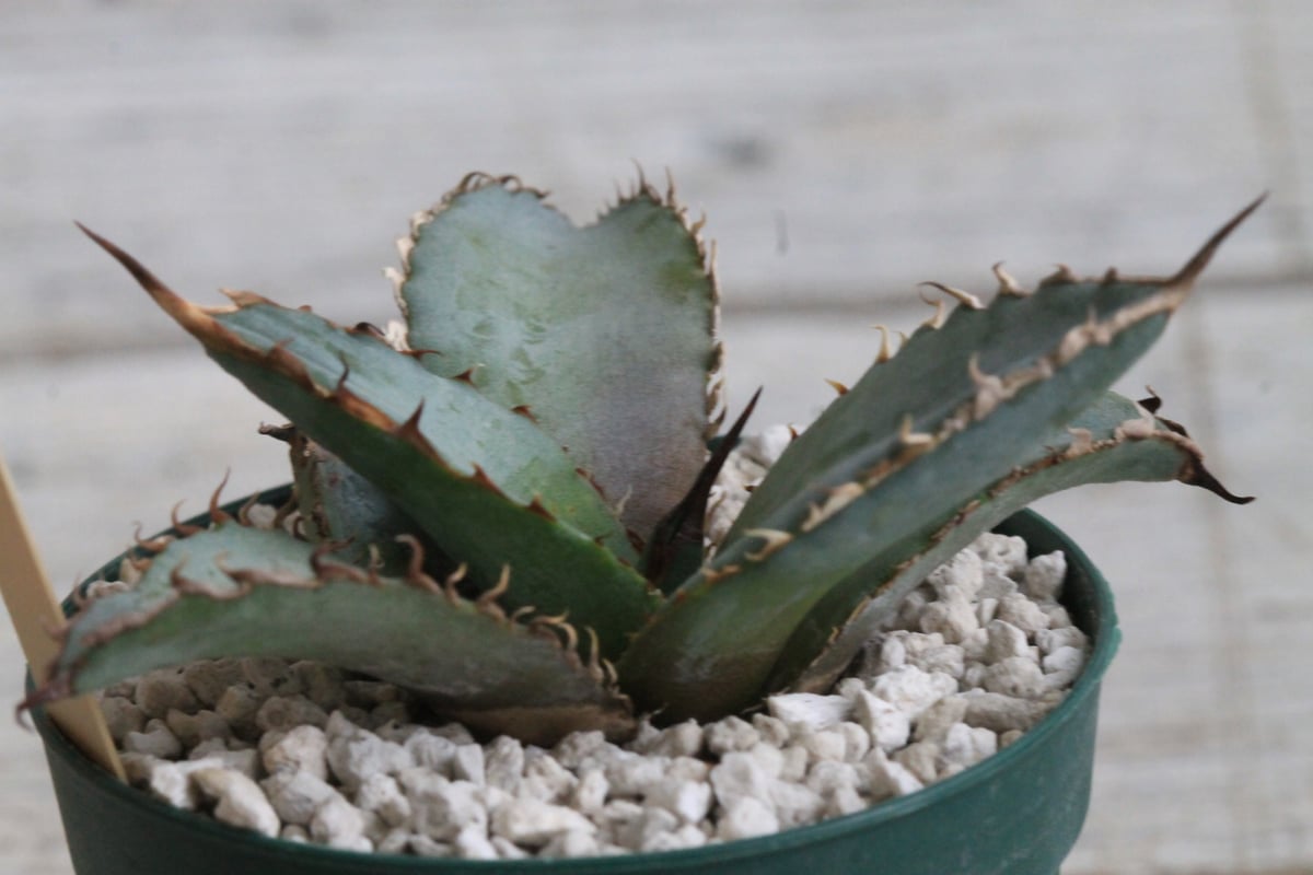 core産　アガベチタノタ　ライオンズメーン アガベ チタノタ ライオンズメーン No.1 | Agave Rocon