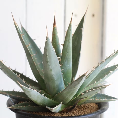 Agave purpusolm　帝釈天
