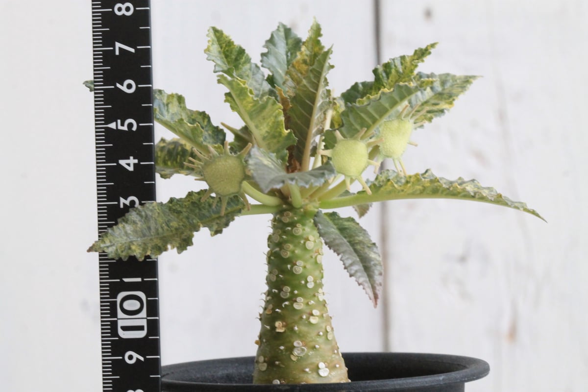 ドルステニア ホルウッディHYB | hanayoshi-botanical