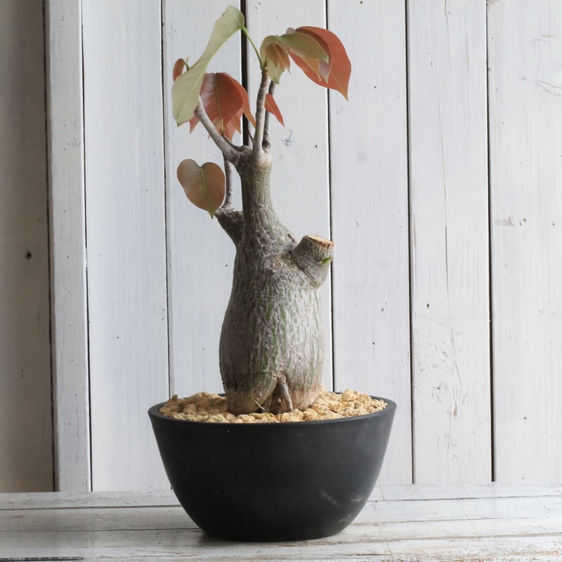 ボンバックス　実生E ボンバックス エリプチカム 実生 | hanayoshi-botanical