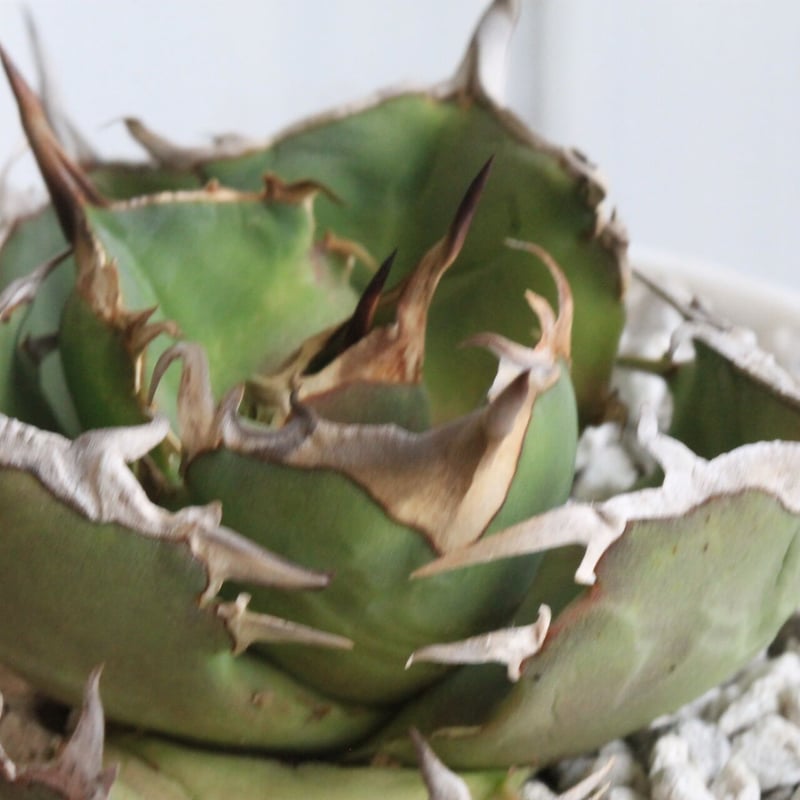 アガベ チタノタ ワイドリーフ・コンパクタ | hanayoshi-botanical