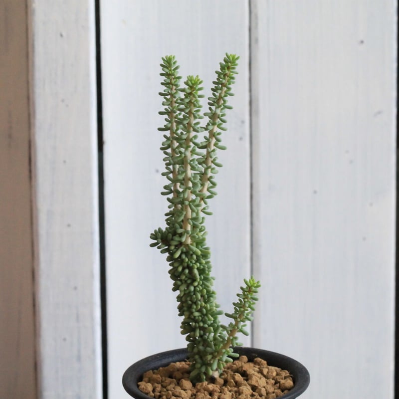 接木 ケラリア ナマクエンシス ケラリア ナマクエンシス 接ぎ木