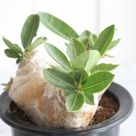 pachypodium エブレネウム