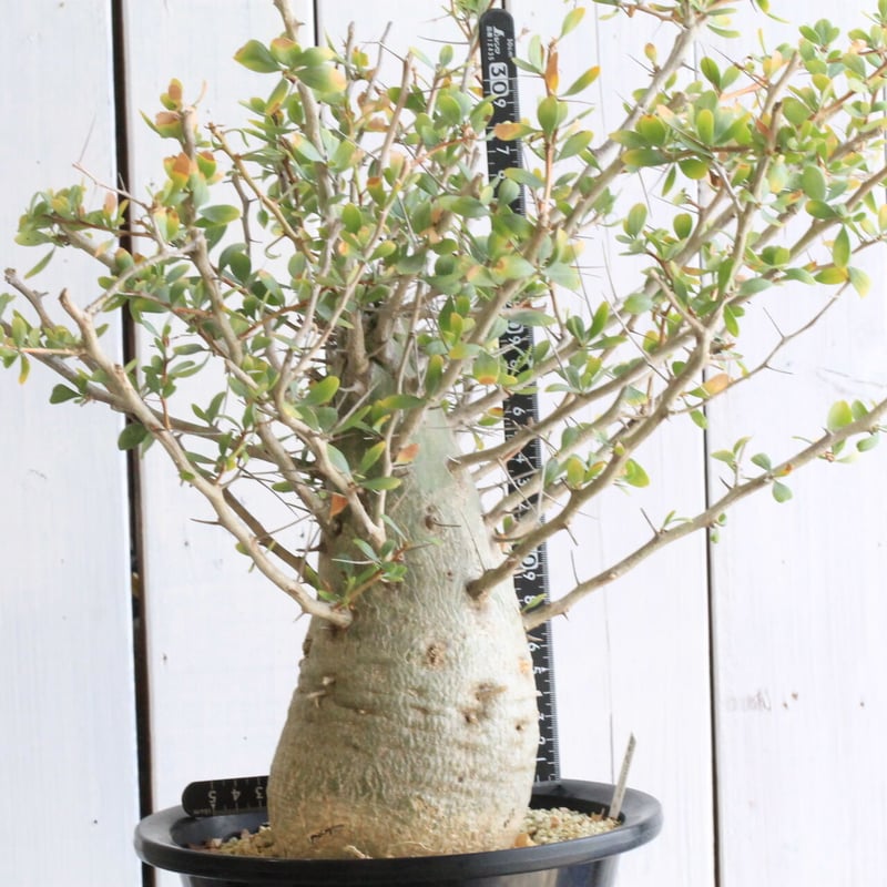 【セット販売】ファークイエリア・コルムナリス　観峰玉 フォークイエリア コルムナリス 観峰玉 | hanayoshi-botanical
