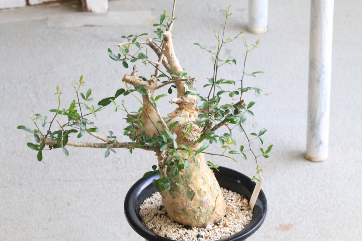 コミフォラ フンベルティ | hanayoshi-botanical