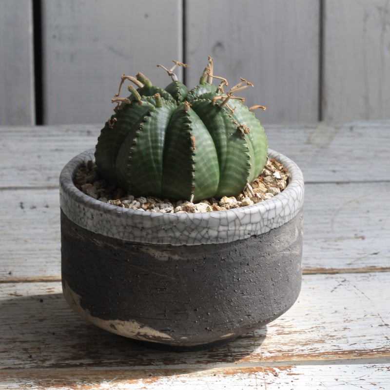 ユーフォルビア パリダ Hanayoshi-botanicalオリジナルポット | hanay ユーフォルビア パリダ Hanayoshi-botanicalオリジナルポット | hanay